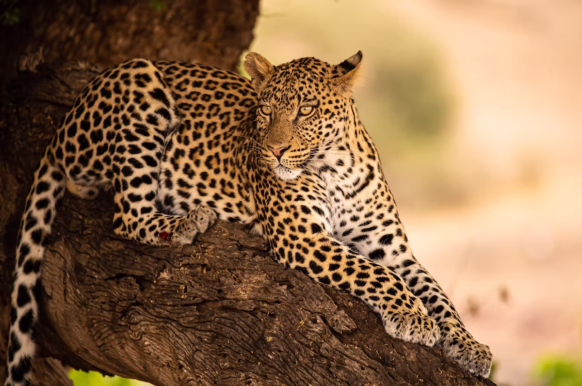 Leopard Package