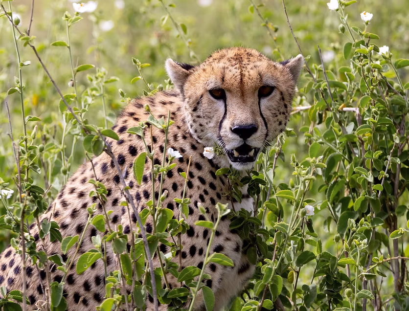 Destination | Serengeti National Park