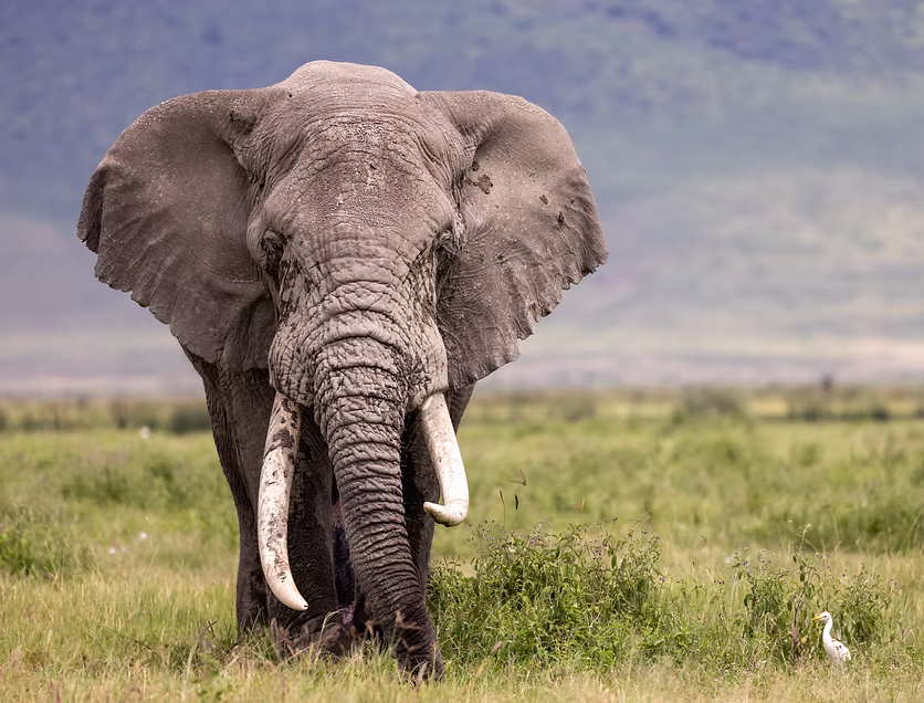 Destination | Tarangire National Park