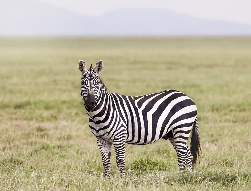 Destination | Arusha National Park
