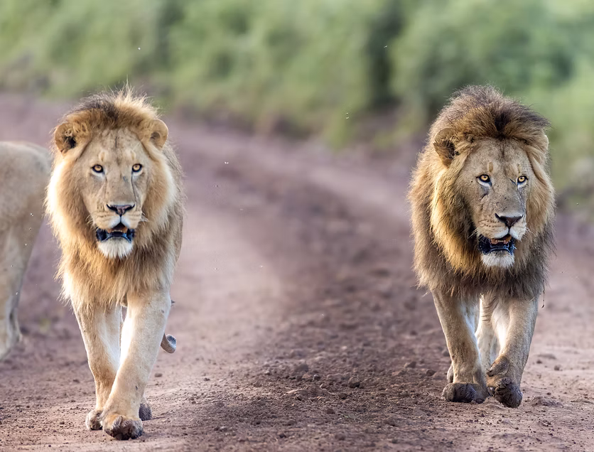 Destination | Ngorongoro Crater