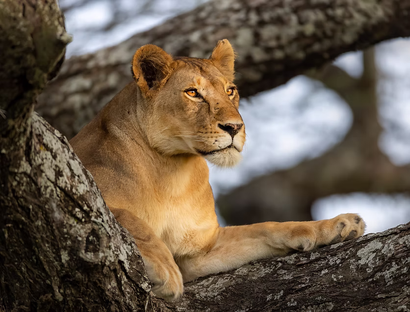 Destination | Lake Manyara National Park