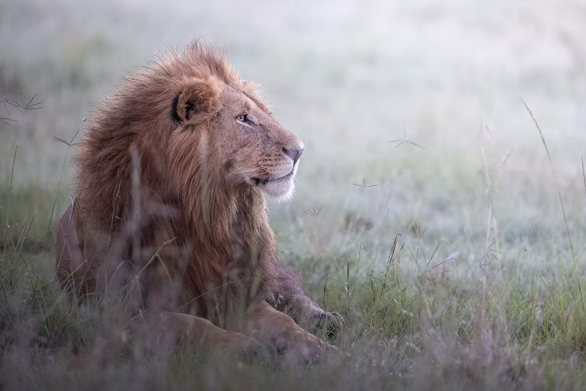 Lion Package