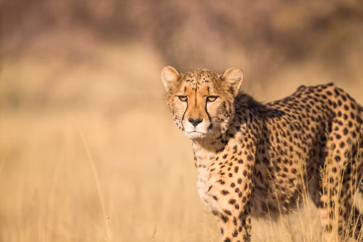 Cheetah Package