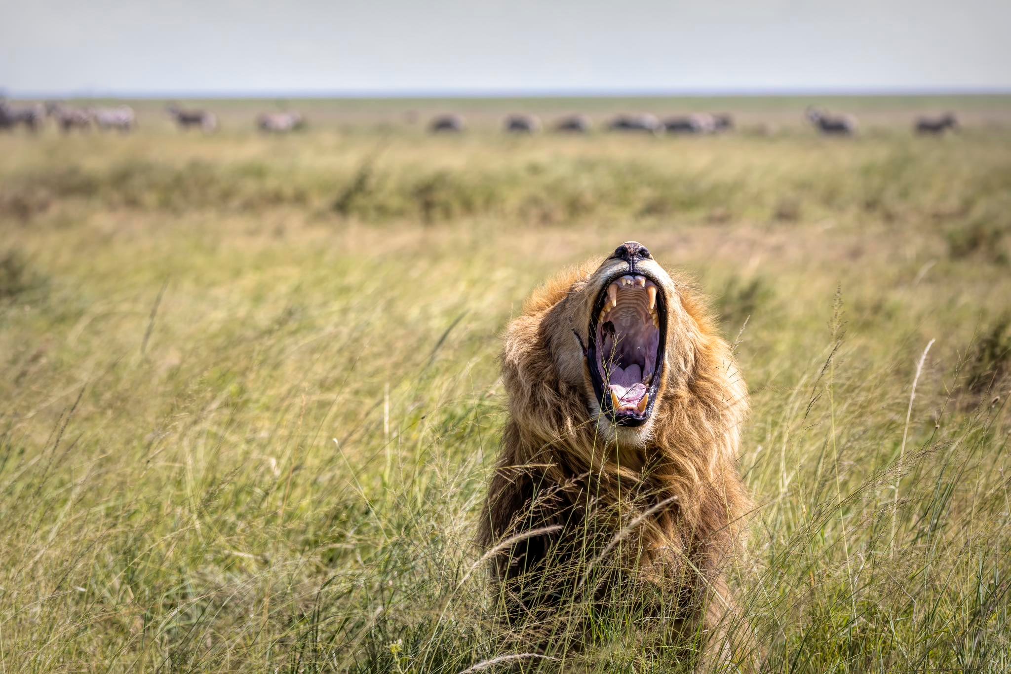 Soul of the Serengeti - Image