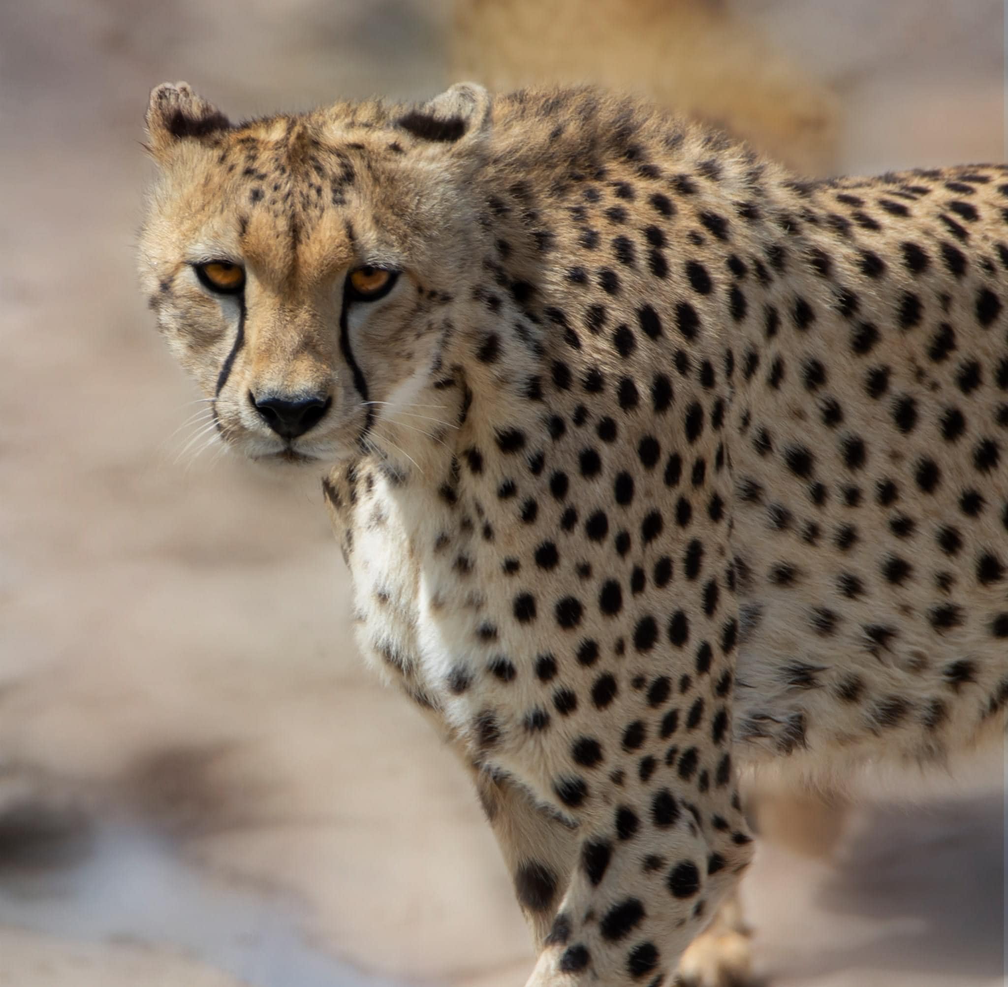 Soul of the Serengeti - Image