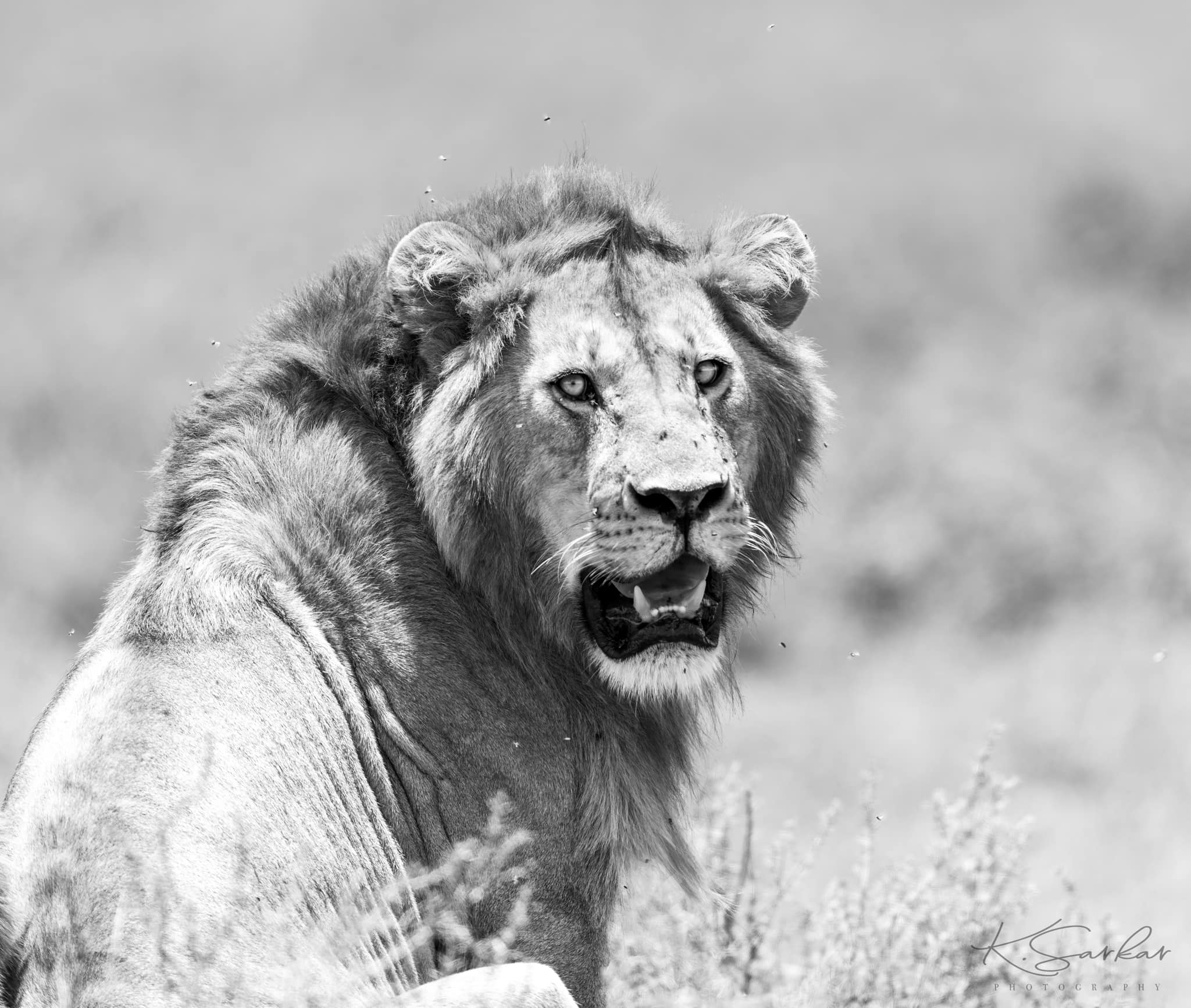 Soul of the Serengeti - Image