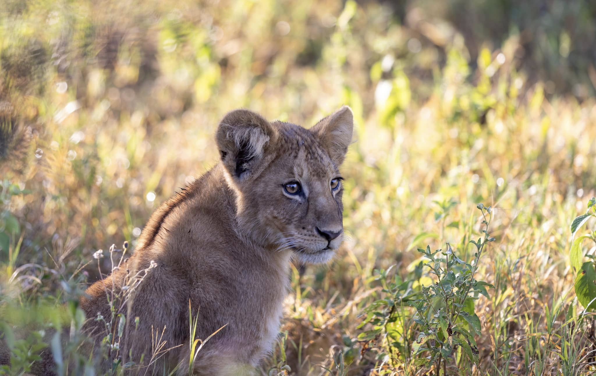 Soul of the Serengeti - Image