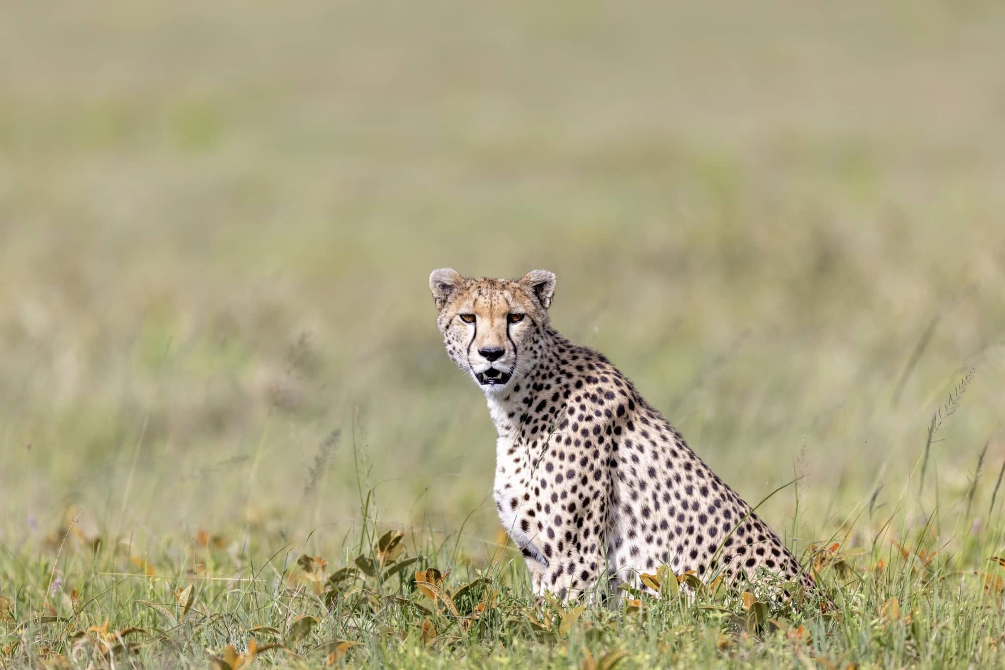 Soul of the Serengeti - Image