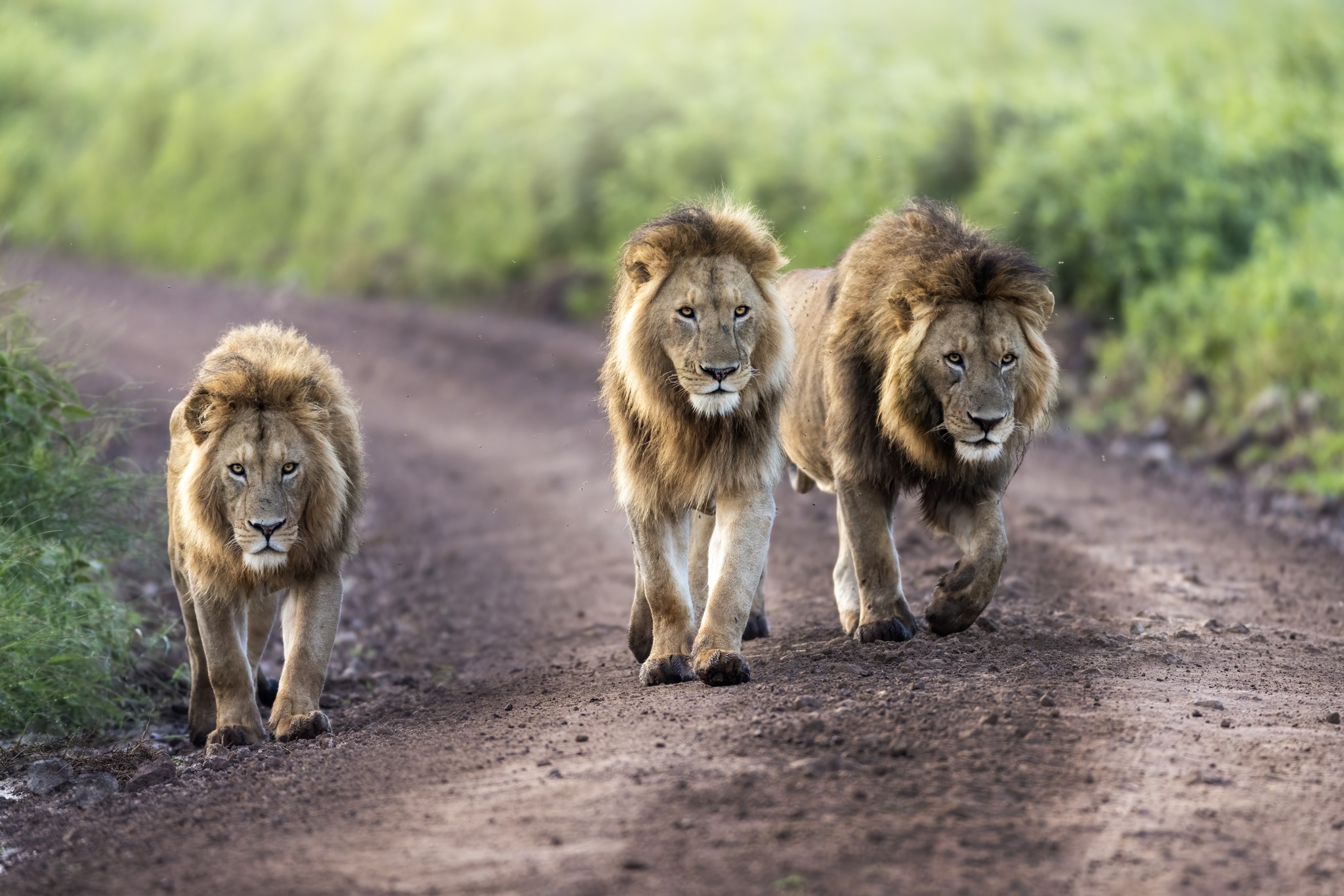 Soul of the Serengeti - Image