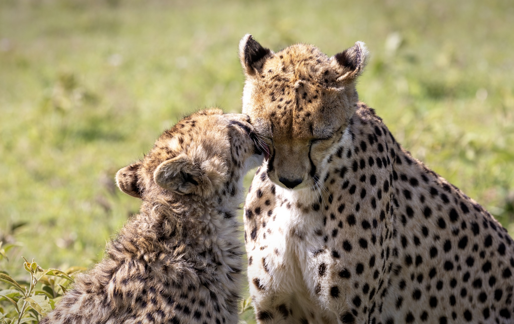Soul of the Serengeti - Image
