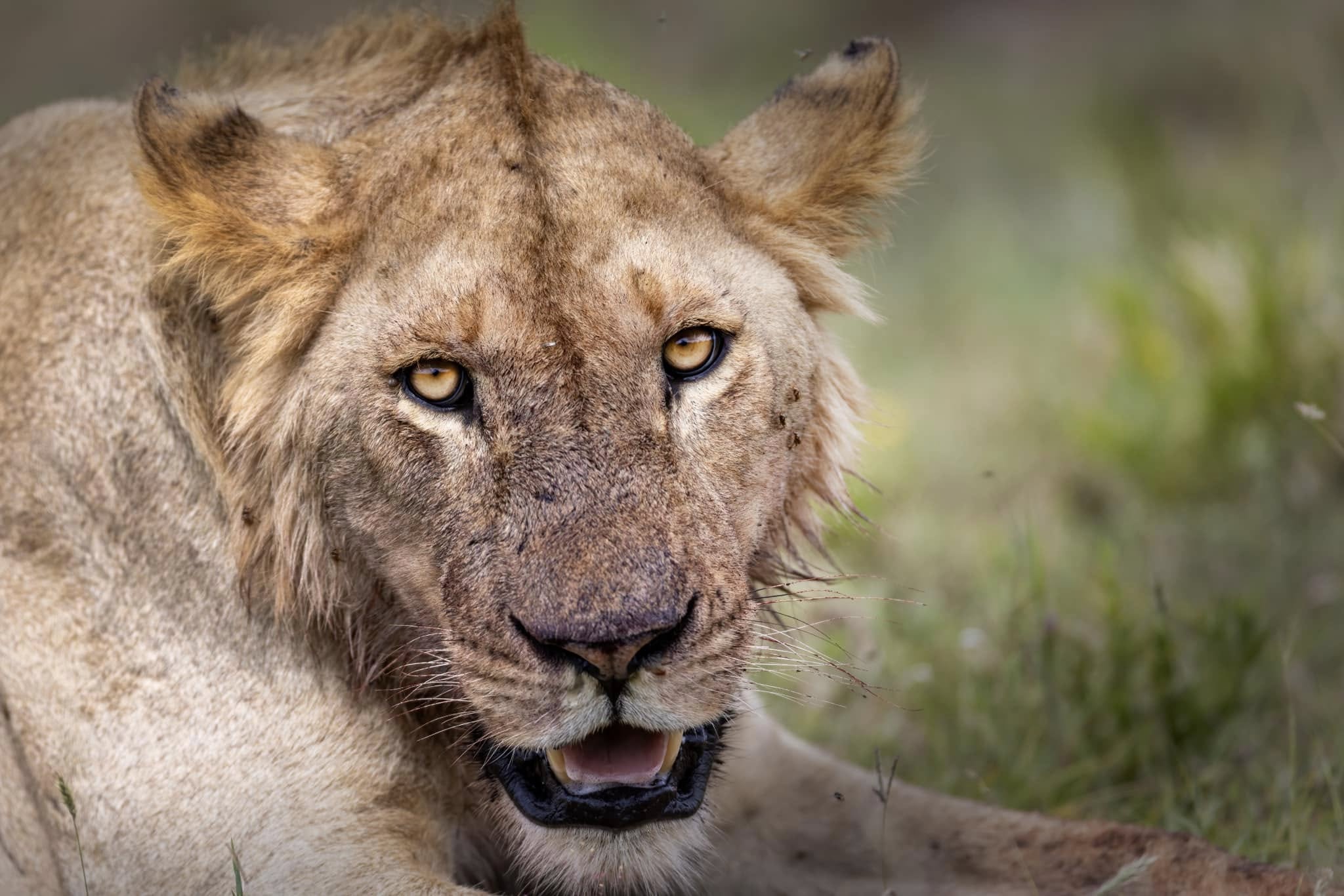 Soul of the Serengeti - Image