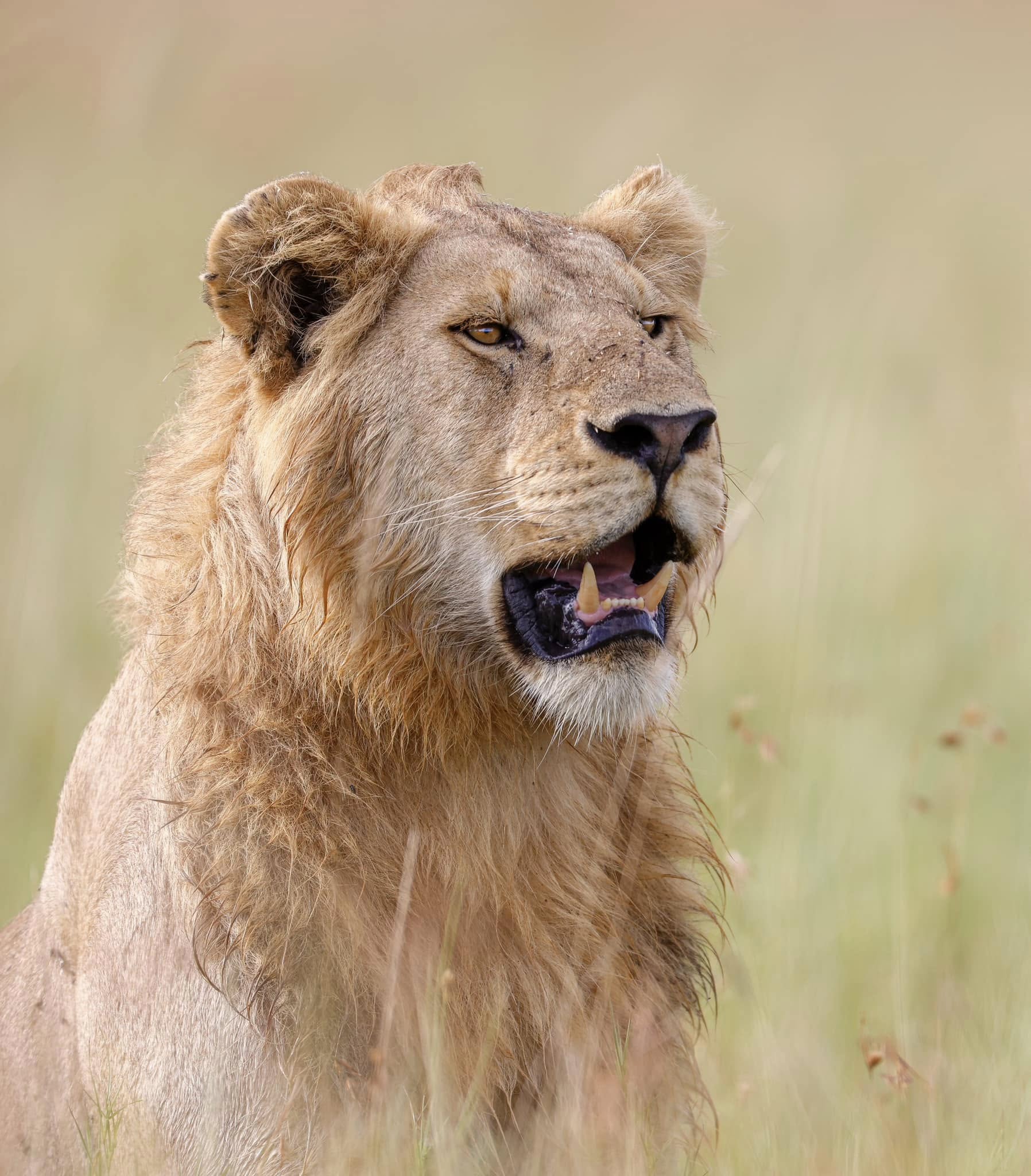 Soul of the Serengeti - Image