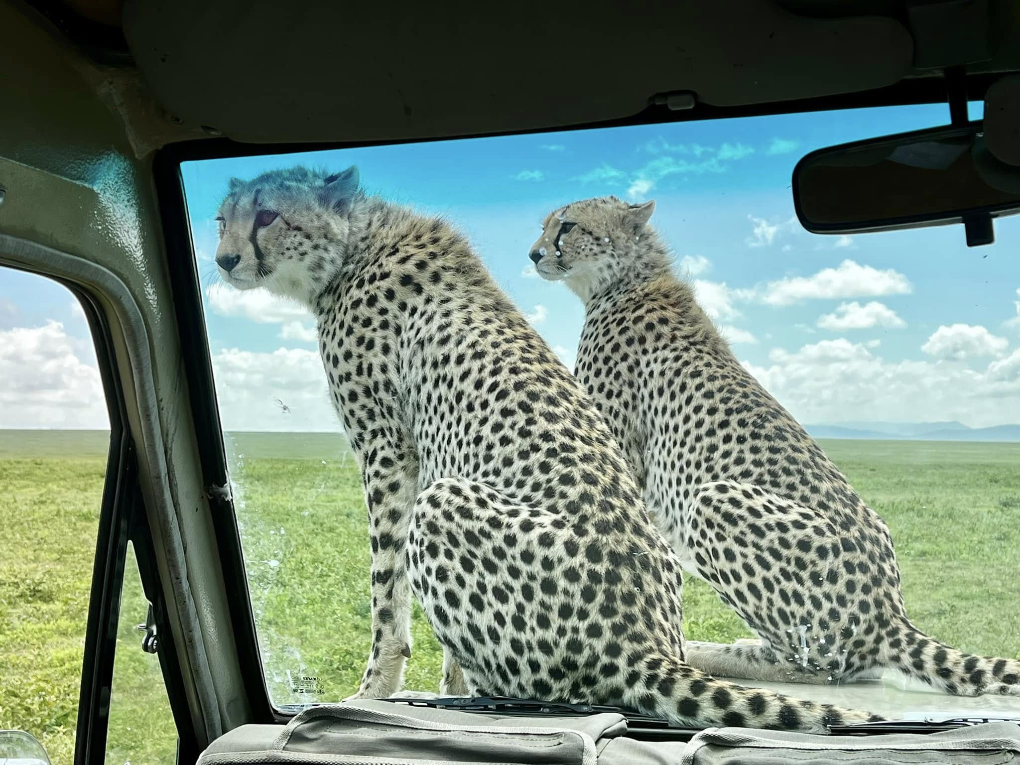 Soul of the Serengeti - Image