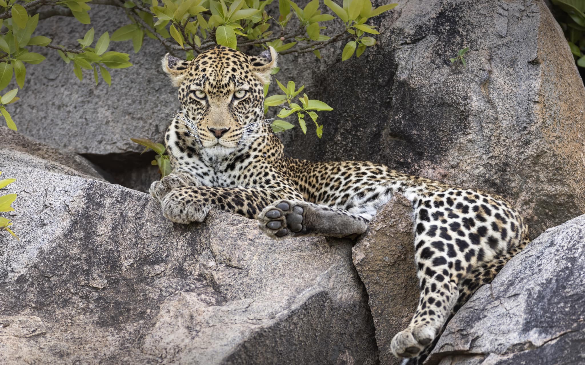 Soul of the Serengeti - Image