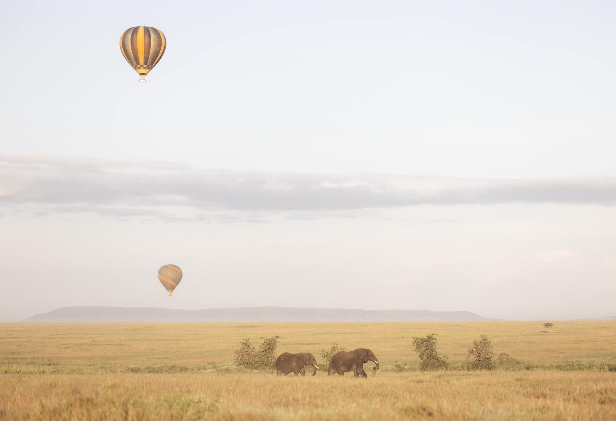 Soul of the Serengeti - Image