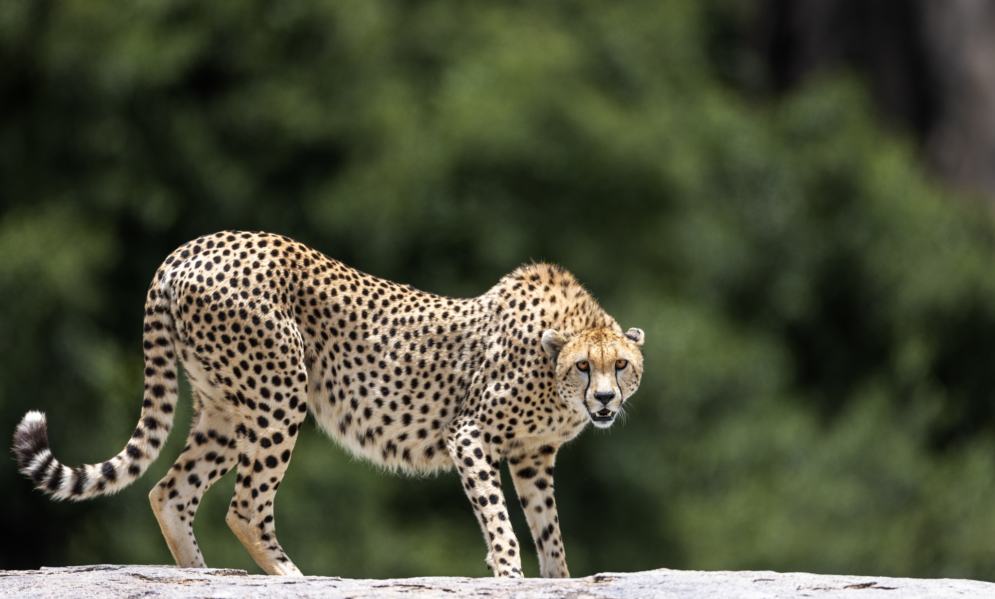 Soul of the Serengeti - Image