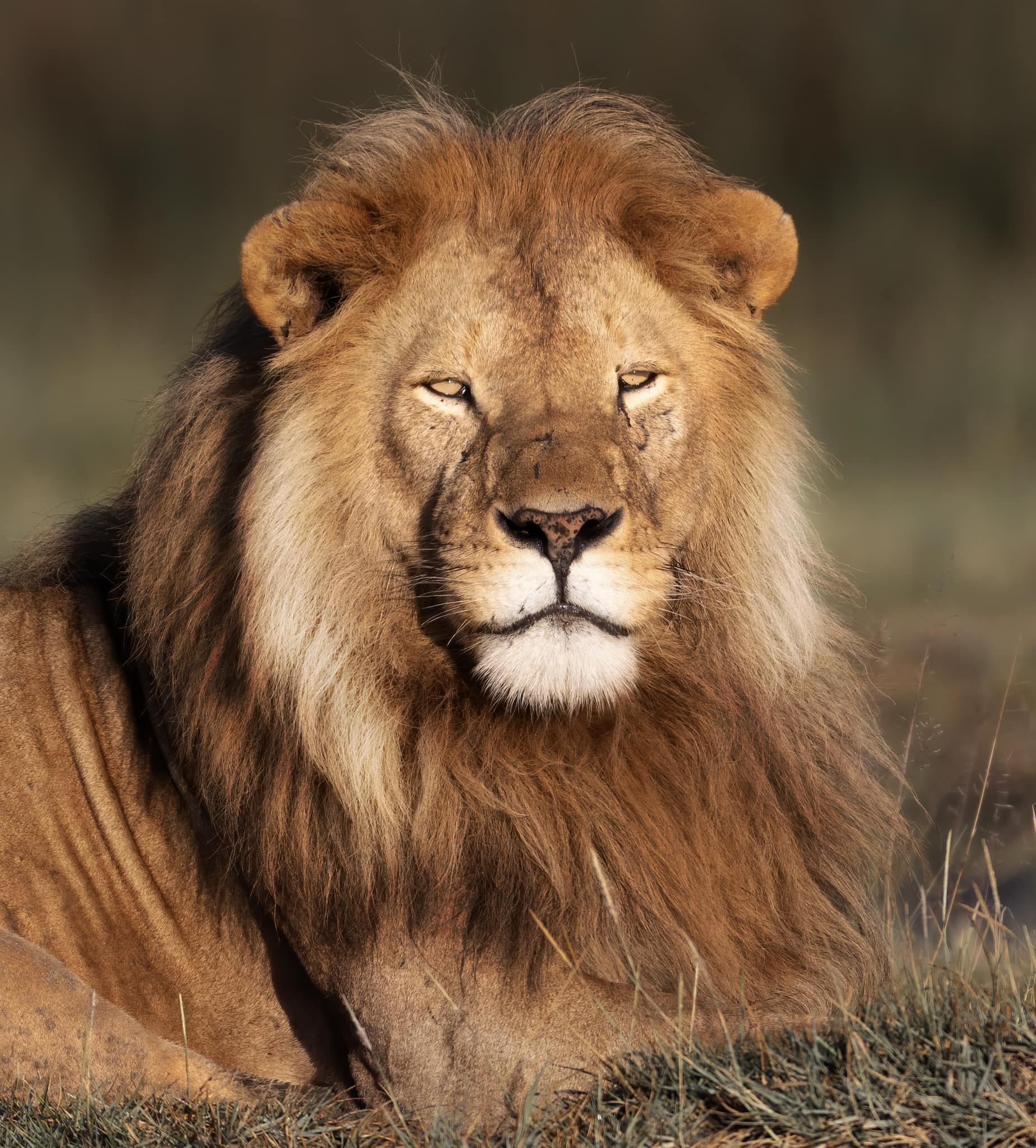 Soul of the Serengeti - Image