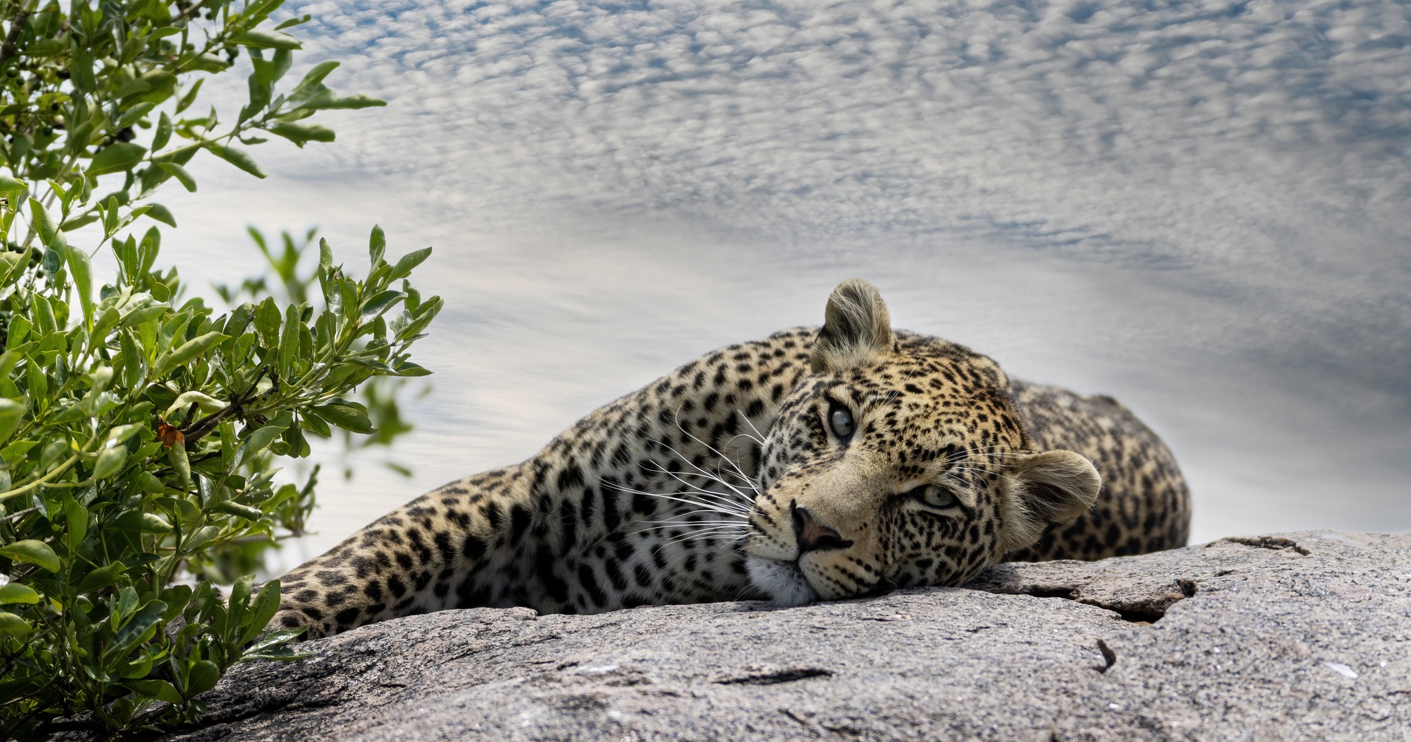 Soul of the Serengeti - Image