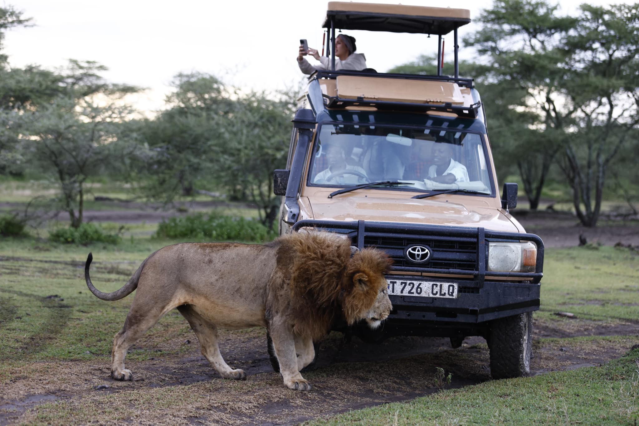 Soul of the Serengeti - Image