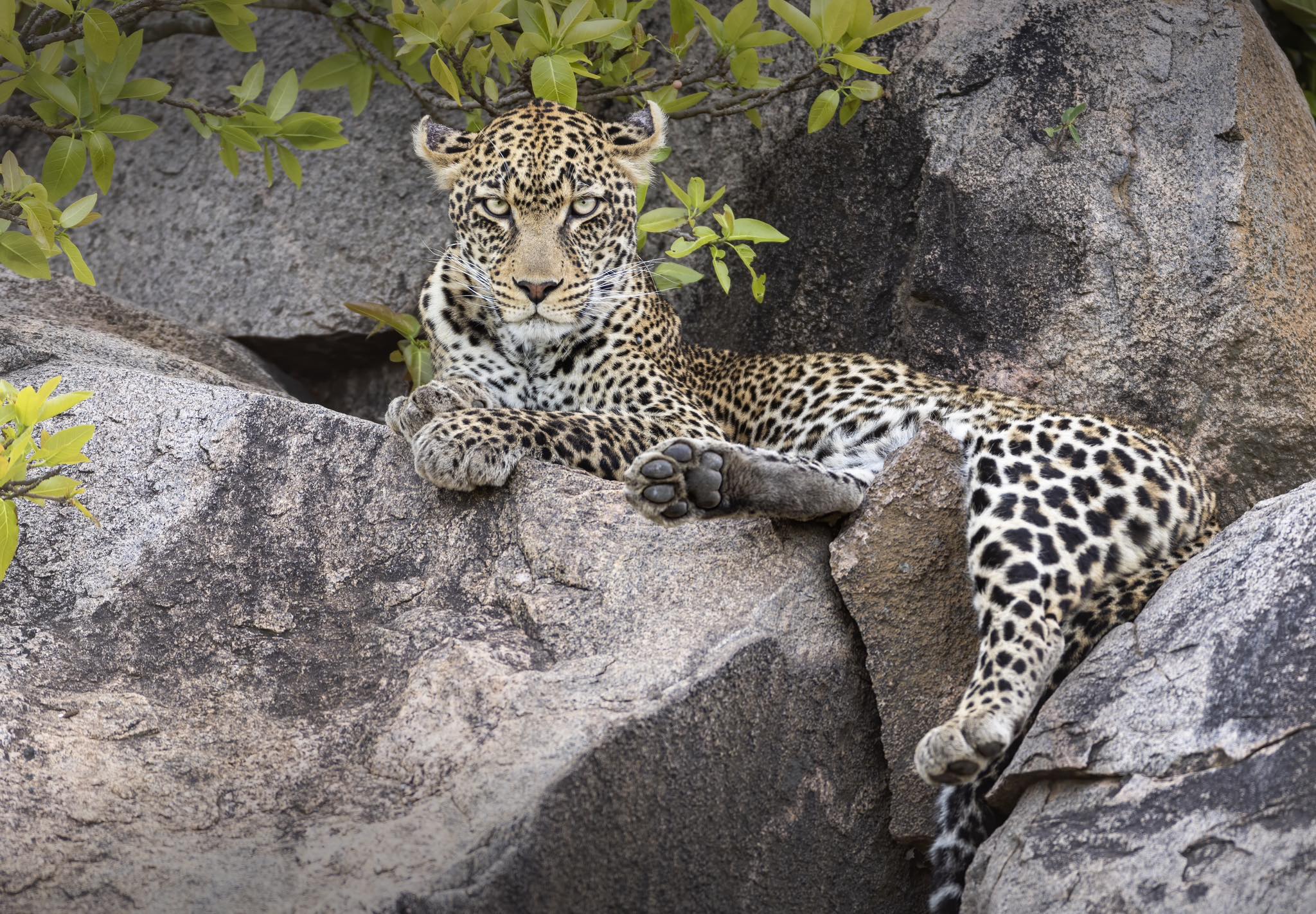 Soul of the Serengeti - Image