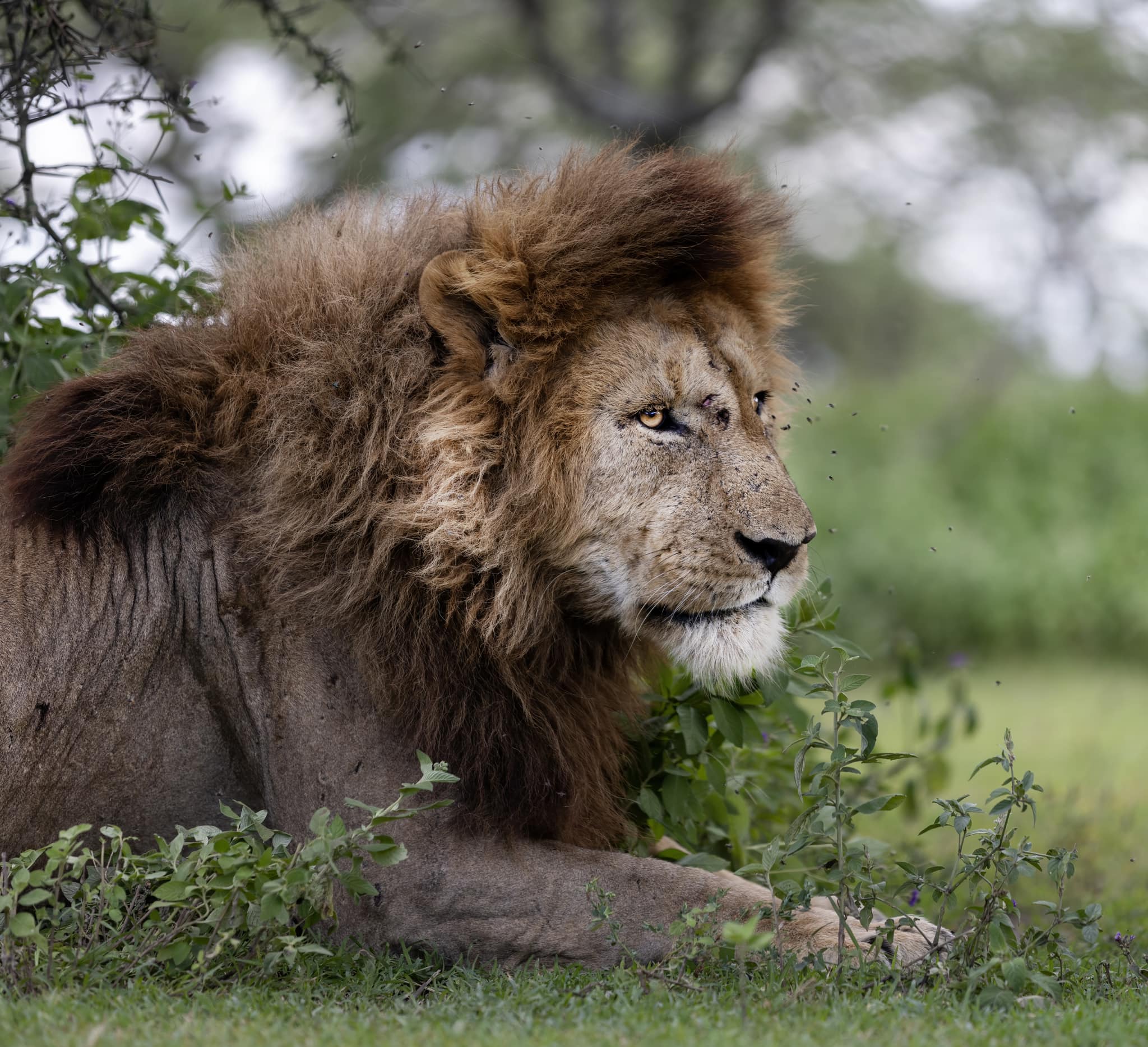 Soul of the Serengeti - Image