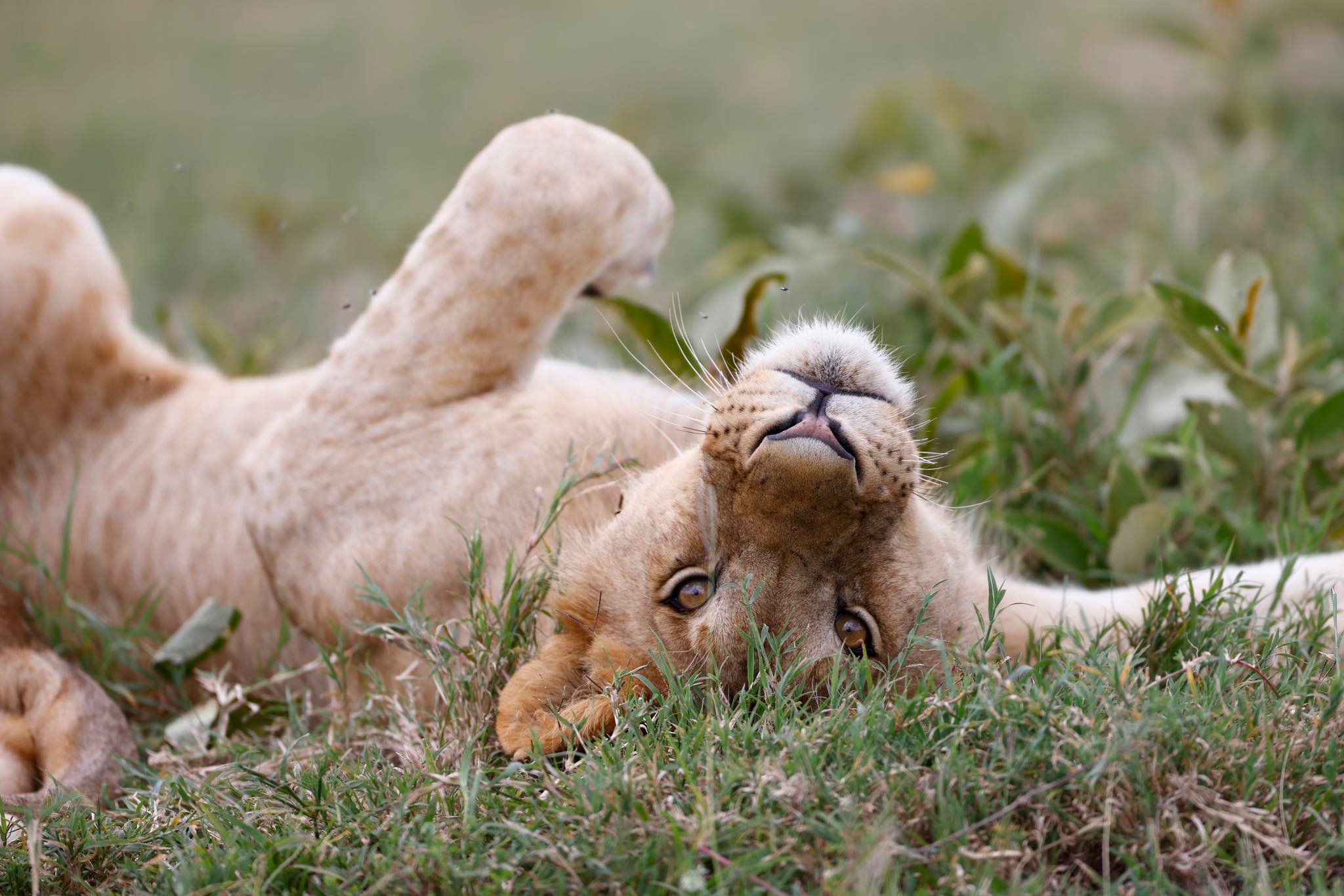 Soul of the Serengeti - Image