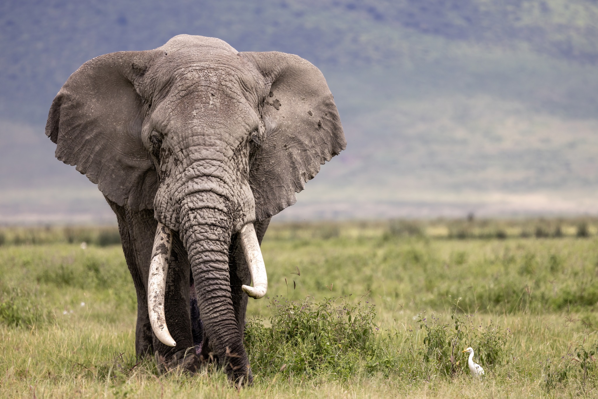 Soul of the Serengeti - Image