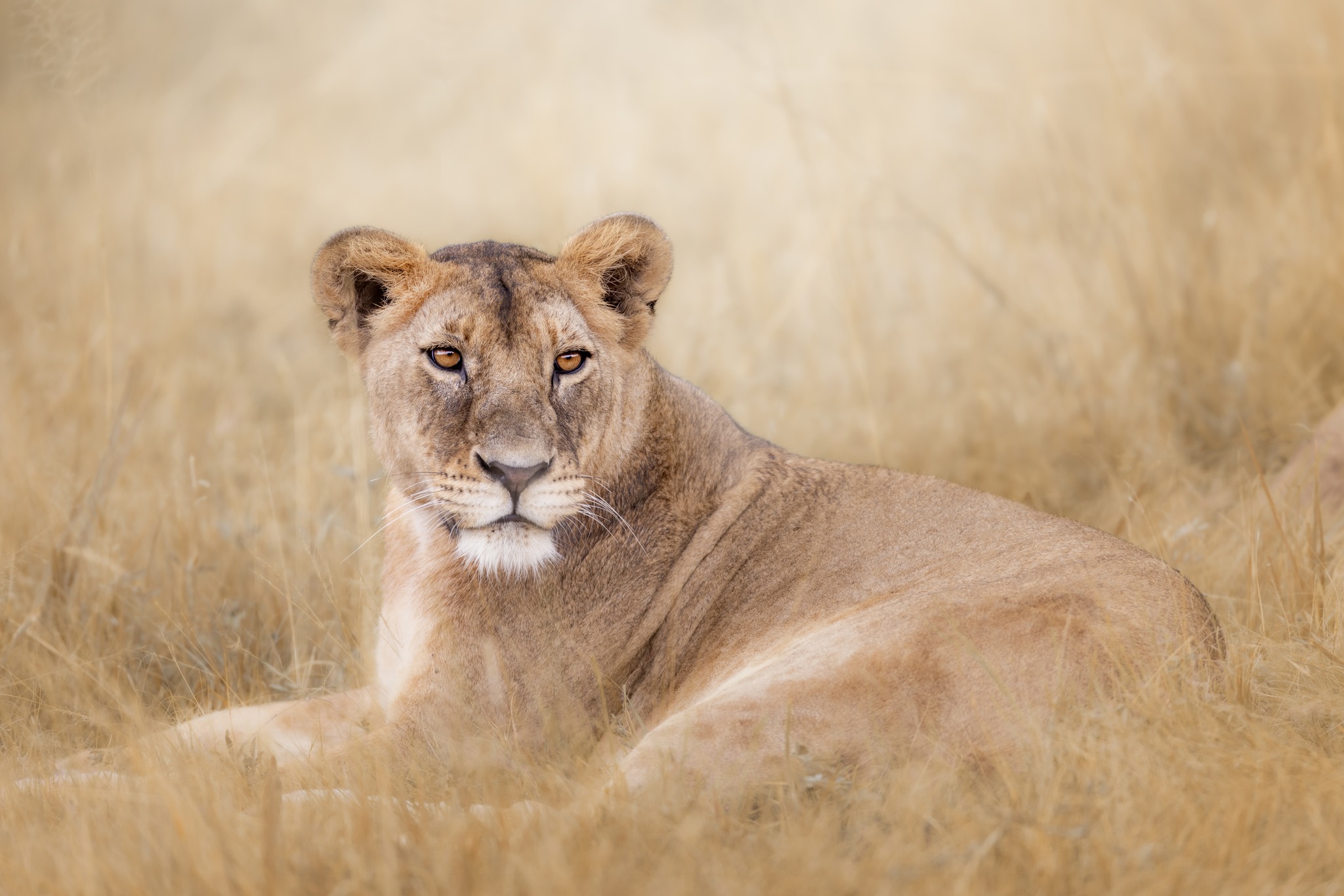 Soul of the Serengeti - Image